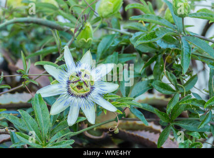 Nahaufnahme des Passiflora caerulea Blüte und Blätter Stockfoto