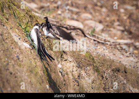 Paar der Uferschwalbe (Riparia riparia) spielen rund um ihr Nest Löcher in den Sand Wand an der Küste der Irischen See. Bray, Co Wicklow, Irland. Stockfoto