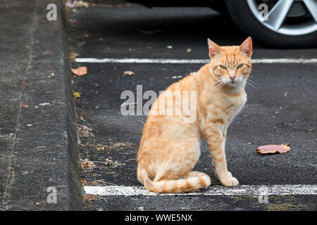 Tabby orange Katze, sitzend auf einem Parkplatz. Schwarze Asphalt und ein Rad eines Autos im Hintergrund. Weiße Linien, die den Parkplatz. Nordeste Stockfoto