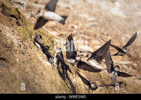 Kolonie der Uferschwalbe (Riparia riparia) fliegen um ihr Nest Löcher in den Sand Wand an der Küste der Irischen See. Bray, Co Wicklow, Irland. Stockfoto