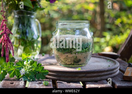 Vorbereitung der Malve Malva neglecta Sirup aus frischen Pflanzen- und Rohrzucker Stockfoto