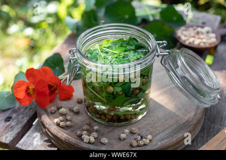 Vorbereitung der pflanzliche Tinktur aus frischen Kapuzinerkresse oder Kapuzinerkresse : Blätter, Samen und Blumen Stockfoto