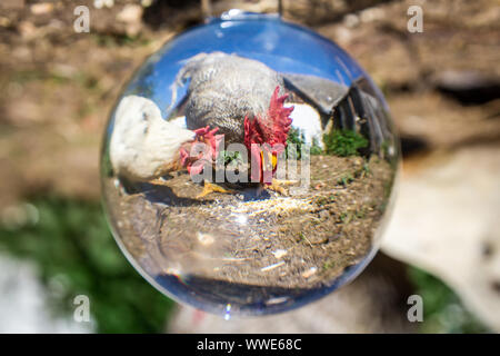 Hühner fotografiert mit einem lensball Stockfoto