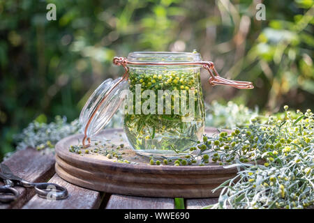 Vorbereitung der pflanzliche Tinktur aus frischen blühenden Wermut, Artemisia Absinthium Stockfoto