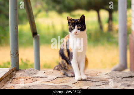 Dreifarbige Katze sitzt draußen vor der Tür. Maneki Neko kitty im Sommer Garten entspannen. Stockfoto