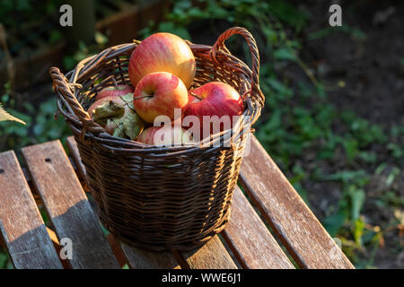 Frische Äpfel in einem Korb, im Freien Stockfoto