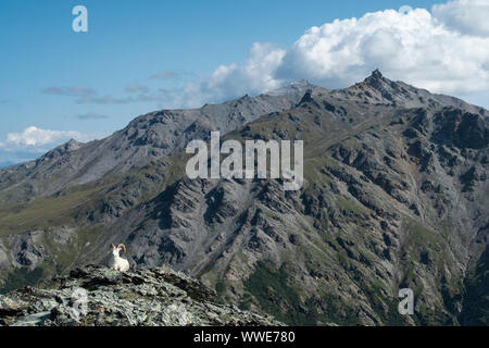 Nordamerika; USA; Alaska; Denali National Park; Tierwelt; Dall Schaf, Ovis dalli; Ram; Sommer Stockfoto