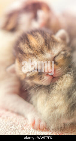 Neugeborene Kätzchen schlafen, kleines Baby Tiere schlafen. Stockfoto