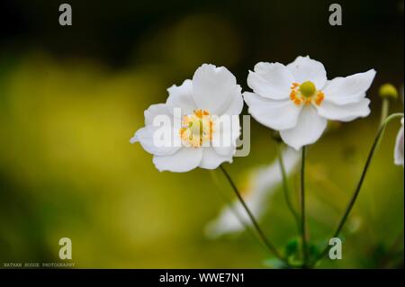 Weiße Blume Stockfoto