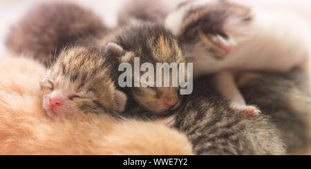 Niedlichen neugeborenen Kätzchen schlafen, kleines Baby Tiere schlafen. Stockfoto