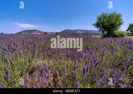 Lavendelfeld, Valensole, Plateau de Valensole, Provence, Frankreich Stockfoto