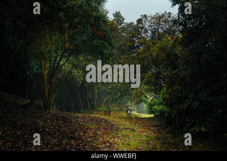 Eine hölzerne Bank und Rasen Bereich vor einem Weinberg Stockfoto, Bild
