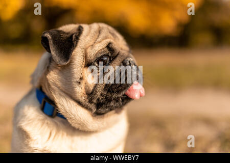 Porträt eines Mops Hund im Herbst Park sitzen auf gelbe Blätter vor dem Hintergrund der Bäume und Wald. Hund zeigt Zunge Stockfoto