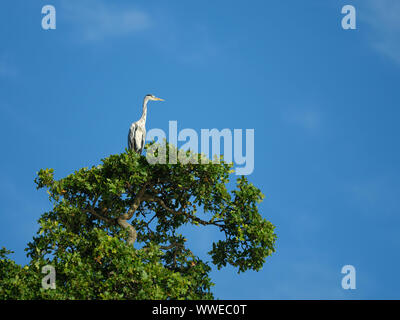 Graureiher im Baum Stockfoto