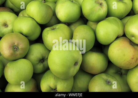 Apple' Bramley', Äpfel, kochen Apple, Malus Domestica Stockfoto