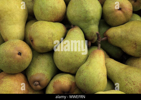 Pear" Williams Bon Chretien", Pyrus Communis, essbare Früchte, gesundes Essen, Birnen Stockfoto