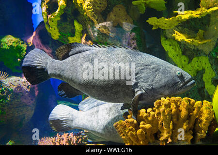 Goliath Zackenbarsch (Epinephelus itajara), Fisch, Ripley's Aquarium von Kanada, Toronto Stockfoto