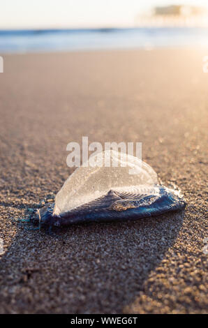 Velella auch genannt "Barchetta di San Pietro" im italienischen am Strand bei Sonnenuntergang, geringe Tiefenschärfe Stockfoto