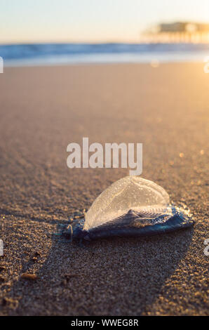 Velella auch genannt "Barchetta di San Pietro" im italienischen am Strand bei Sonnenuntergang, geringe Tiefenschärfe Stockfoto