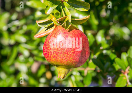 Granatapfel Fruchtreife auf der Bush Stockfoto