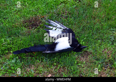 Düsseldorf, Deutschland. 15 Sep, 2019. Eine tote Elster (Pica Pica), eine Vogelart aus der Familie der Raben Vögel, liegt auf einer Wiese in einem Garten. Credit: Horst Ossinger //dpa/Alamy leben Nachrichten Stockfoto