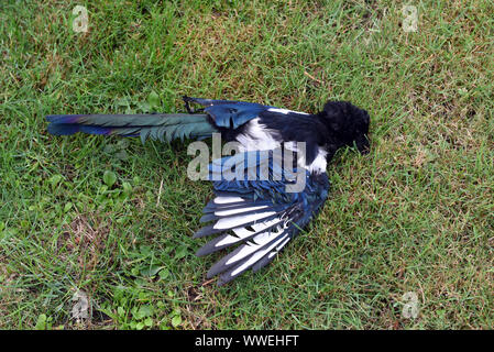 Düsseldorf, Deutschland. 15 Sep, 2019. Eine tote Elster (Pica Pica), eine Vogelart aus der Familie der Raben Vögel, liegt auf einer Wiese in einem Garten. Credit: Horst Ossinger //dpa/Alamy leben Nachrichten Stockfoto