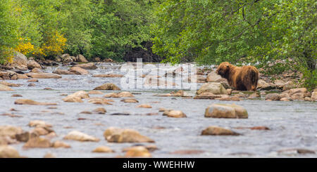 Highland Kuh versucht, Fluss in Aberdeenshire, Schottland Kreuz Stockfoto