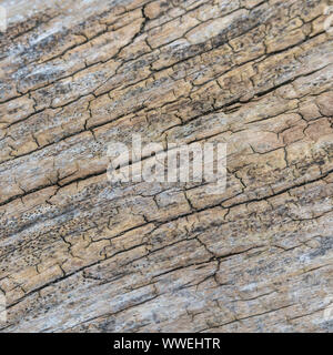 Makro Nahaufnahme von faulenden Baumstamm Holz Textur. Gebogene Rüssel gibt flache Freiheitsgrade mit Fokus auf zentrale Bild Teile & Rest weg fallen, begrenzt. Stockfoto