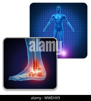 Menschlichen Fuß Gelenkschmerzen Konzept als Skelett und Muskel Anatomie der Füße mit einer Gruppe von schmerzende Gelenke wie eine schmerzhafte Verletzung oder Arthritis Krankheit. Stockfoto