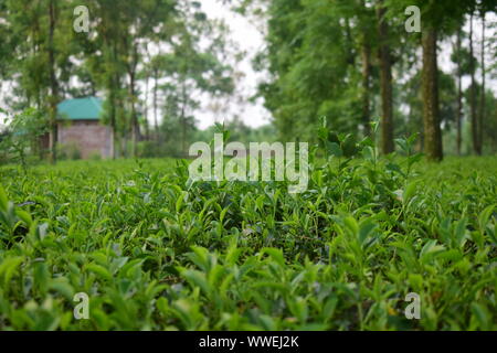 Pfad im Tea Garden Stockfoto