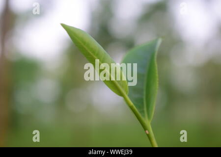 Teeblattknospe bereit zur Abholung Stockfoto