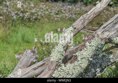Blassgrüne blättrige Flechten Thallus bedeckt gefallenen Baumstamm auf dem Boden liegend. Möglicherweise Parmotrema perlatum. SIEHE HINWEISE. Stockfoto