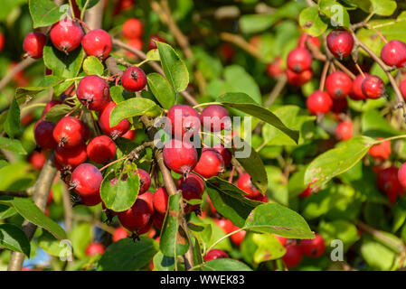 Tolles kleines Getreide der schöne Äpfel, Ranetki in einem verlassenen Garten. Stockfoto