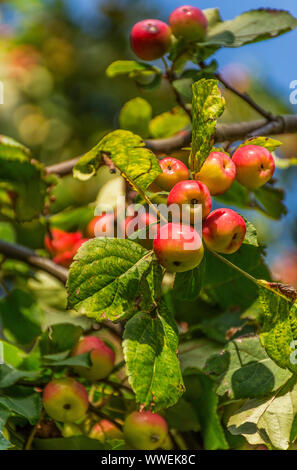 Tolles kleines Getreide der schöne Äpfel, Ranetki in einem verlassenen Garten. Stockfoto