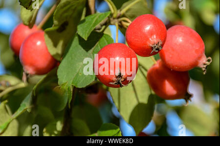 Tolles kleines Getreide der schöne Äpfel, Ranetki in einem verlassenen Garten. Stockfoto