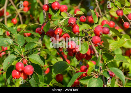 Tolles kleines Getreide der schöne Äpfel, Ranetki in einem verlassenen Garten. Stockfoto