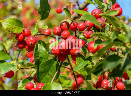 Tolles kleines Getreide der schöne Äpfel, Ranetki in einem verlassenen Garten. Stockfoto