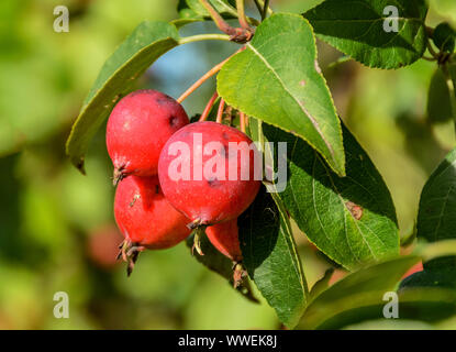 Tolles kleines Getreide der schöne Äpfel, Ranetki in einem verlassenen Garten. Stockfoto