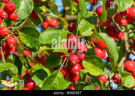 Tolles kleines Getreide der schöne Äpfel, Ranetki in einem verlassenen Garten. Stockfoto