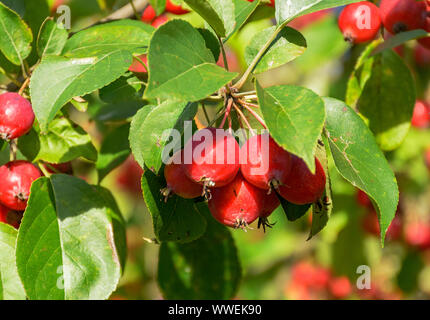Tolles kleines Getreide der schöne Äpfel, Ranetki in einem verlassenen Garten. Stockfoto