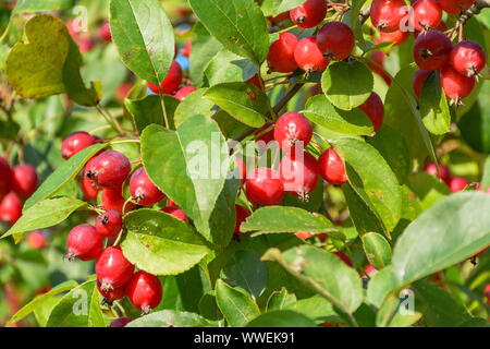 Tolles kleines Getreide der schöne Äpfel, Ranetki in einem verlassenen Garten. Stockfoto