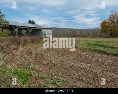 Wellblech Scheune und geerntete Mais wird auf Ackerbaubetrieb in New England, USA Stockfoto