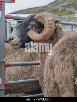 Pedigree schwarz konfrontiert Ram bei landwirtschaftlichen Ausstellung in Schottland Stockfoto