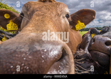 Britische Rinder mit einem britischen Label in den Ohren.auf einer Farm in Suffolk, Großbritannien. Stockfoto