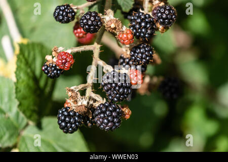 Reife Brombeeren in eine Hecke. Stockfoto