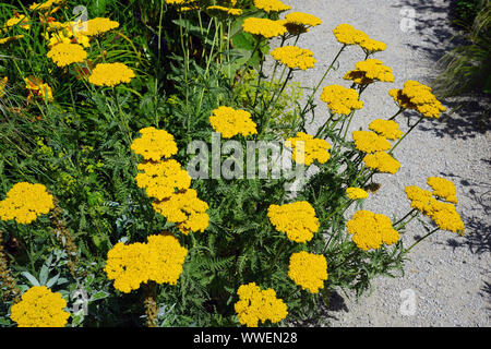 Gelbe Blumen von achillea moonshine Schafgarbe Pflanze Stockfoto