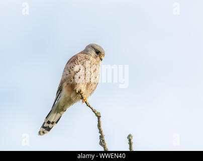 Wild männlichen Turmfalken (Falco tinnunculus) Großbritannien schließen. Stockfoto