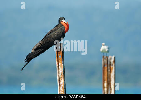 Herrliche Frigate - Fregata magnificens seabird der Frigate Familie Fregatidae, tritt in tropischen und subtropischen Gewässern aus Amerika. R Stockfoto