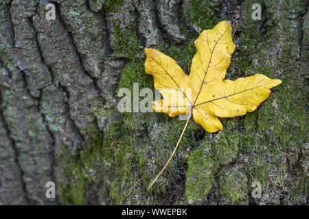 Herbst gelb Blatt am Baum Rinde mit grünem Moos. Konzentrieren Sie sich auf ein Blatt. Stockfoto