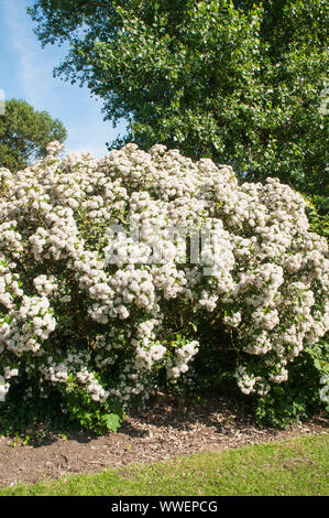 Olearia x haastii Daisy Bush in corymbs voll von weißen Blüten eine immergrüne Staude Küsten Strauch, für Hecken und vollkommen winterhart ist ideal abgedeckt Stockfoto